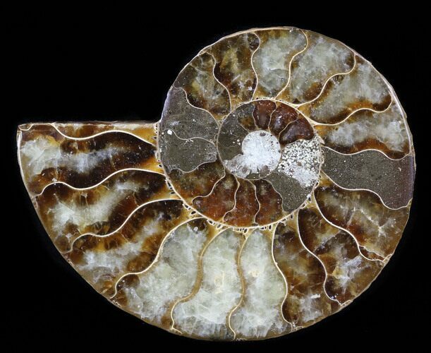 Agatized Ammonite Fossil (Half) #38781
